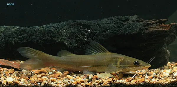 Hemibagrus spilopterus photo