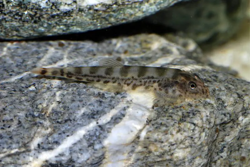 Hypergastromyzon humilis photo