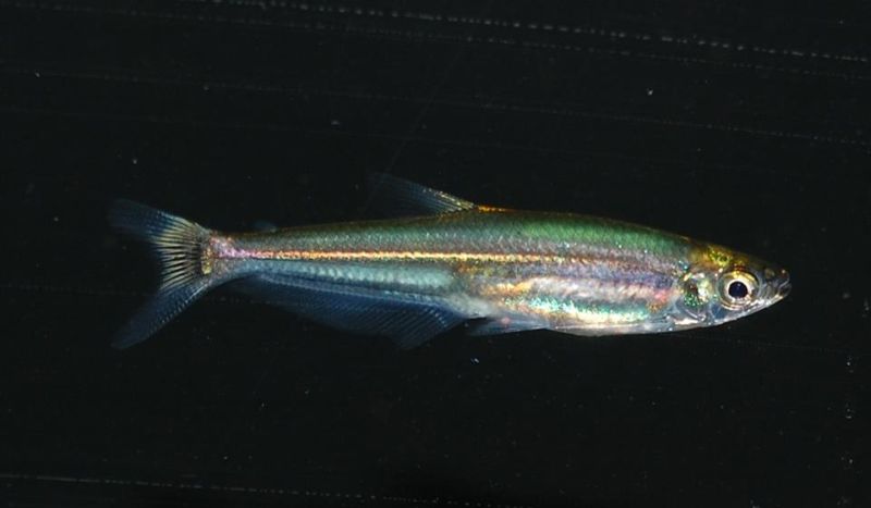 Iguanodectes spilurus photo