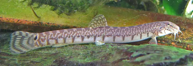 Iksookimia koreensis photo
