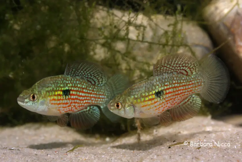 Jordanella floridae photo
