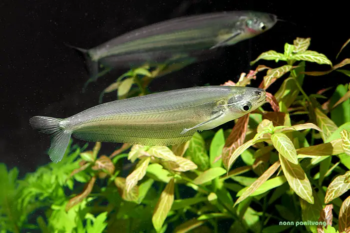 Kryptopterus geminus photo