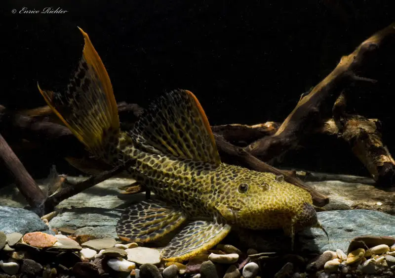 Pseudacanthicus cf. leopardus photo