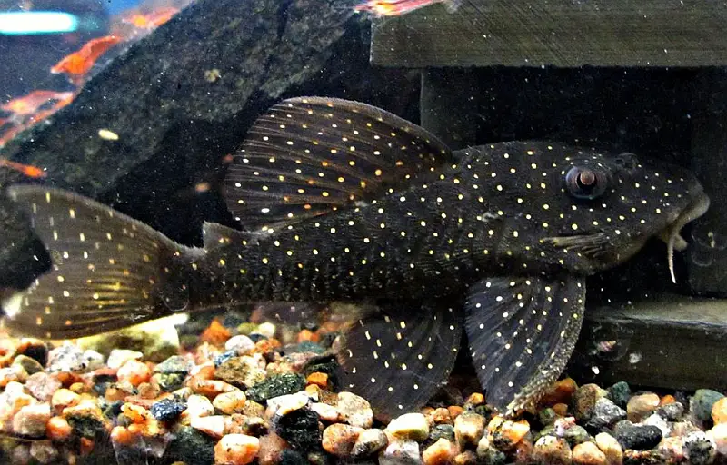 Hypancistrus sp. photo