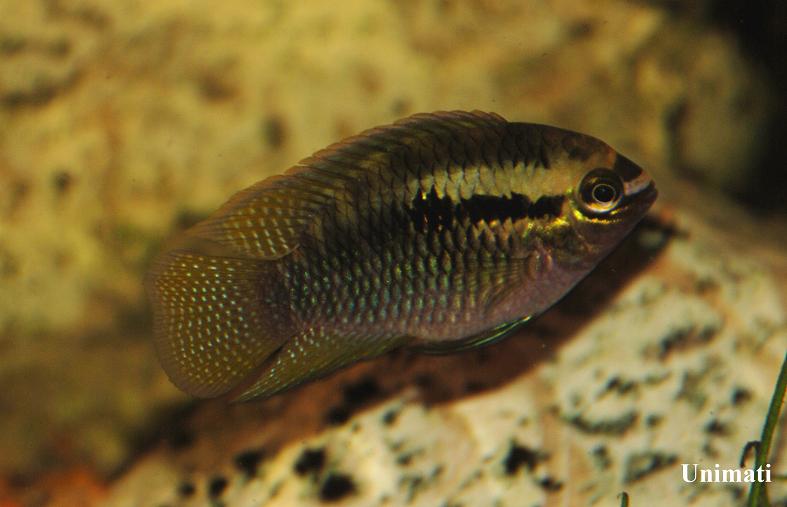 Laetacara dorsigera photo