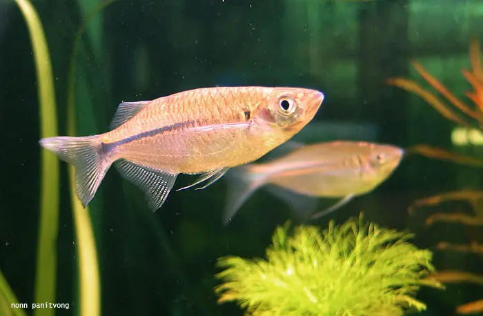 Laubuka siamensis photo