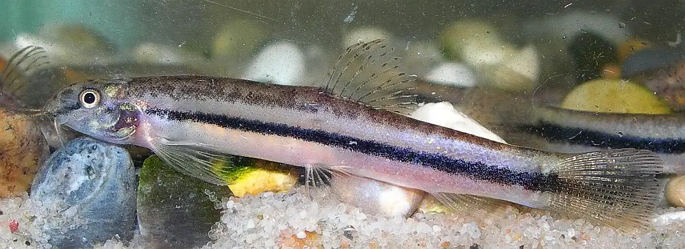 Lepidocephalichthys sp. le2 photo