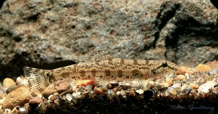 Lepidocephalichthys micropogon photo