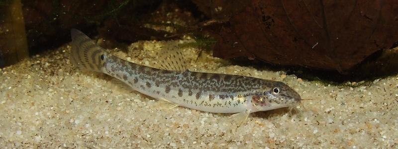 Lepidocephalichthys thermalis photo