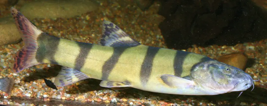 Leptobotia elongata photo