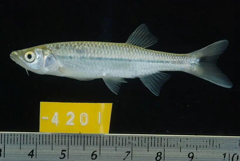 Luciosoma bleekeri photo