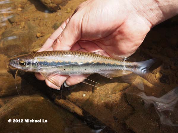 Luciosoma pellegrinii photo