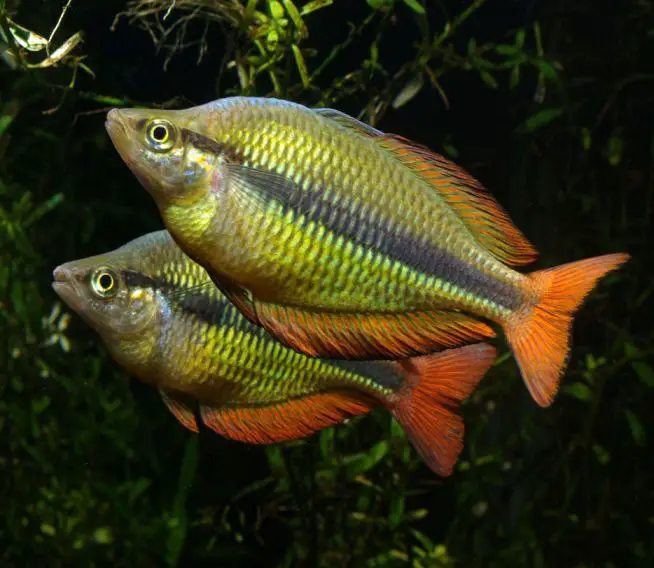 Melanotaenia herbertaxelrodi photo