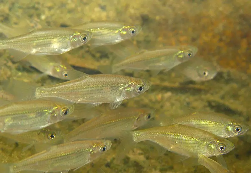 Metzia lineata photo
