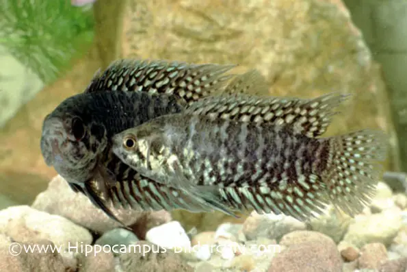 Microctenopoma fasciolatum photo