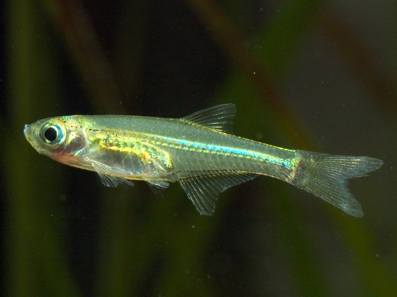 Microdevario gatesi photo