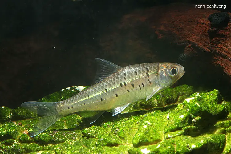 Mystacoleucus greenwayi photo
