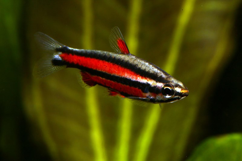 Nannostomus rubrocaudatus photo