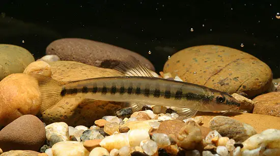 Nemacheilus ornatus photo