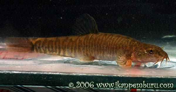Schistura polytaenia photo