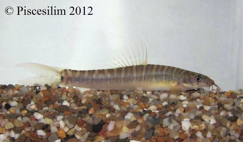 Nemacheilus selangoricus photo