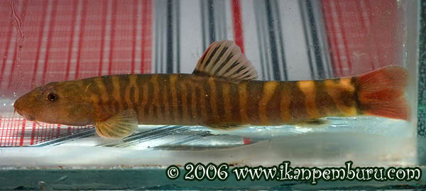 Schistura yingjiangensis photo