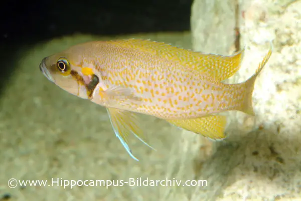 Neolamprologus helianthus photo