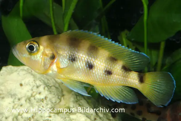 Neolamprologus sexfasciatus photo