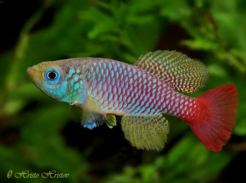 Nothobranchius foerschi photo
