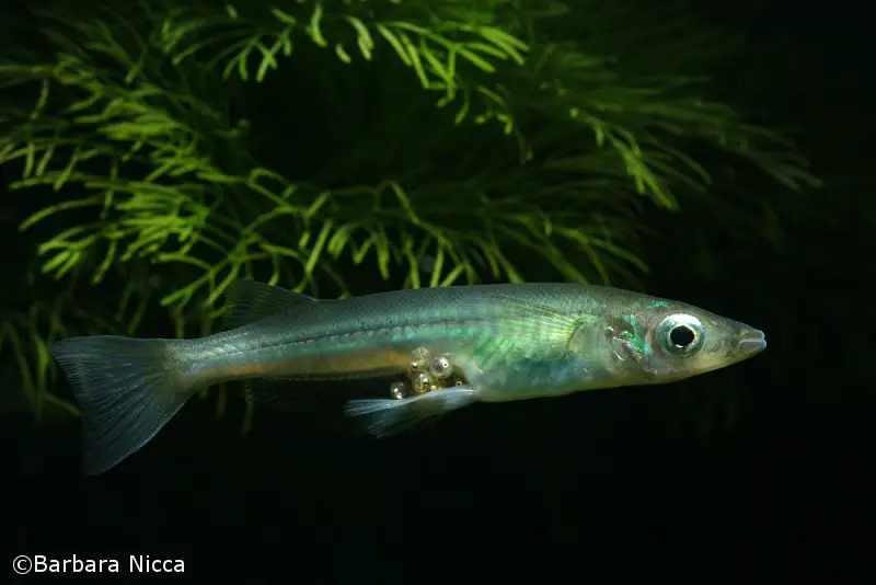 Oryzias sarasinorum photo