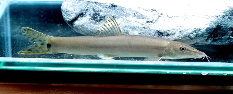 Parabotia sp. pb01 photo