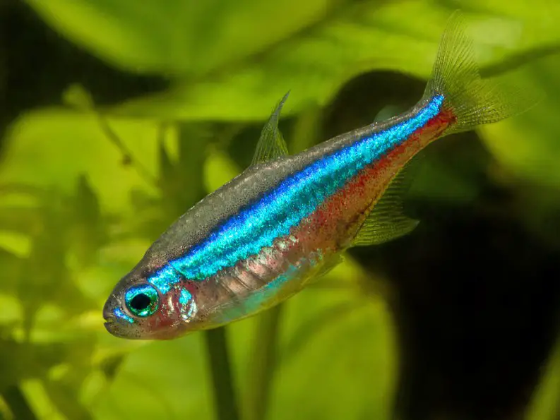 Paracheirodon simulans photo