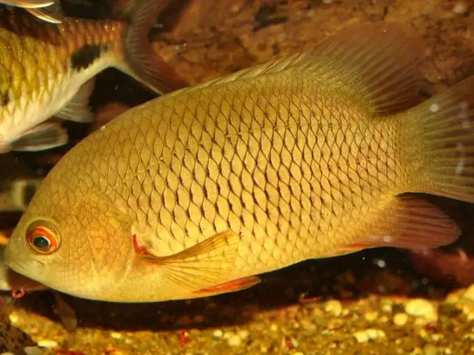 Pristolepis marginatus photo