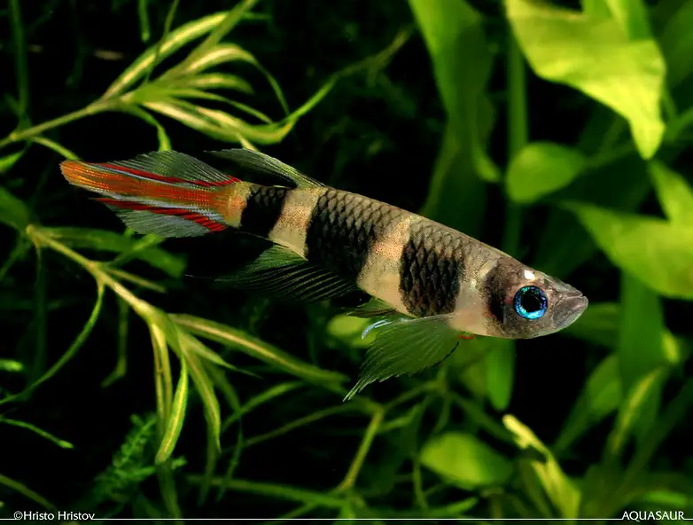 Epiplatys annulatus photo