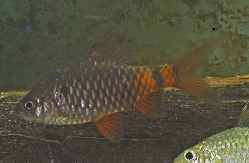 Pethia nigripinnis photo
