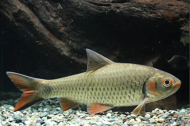 Systomus orphoides photo