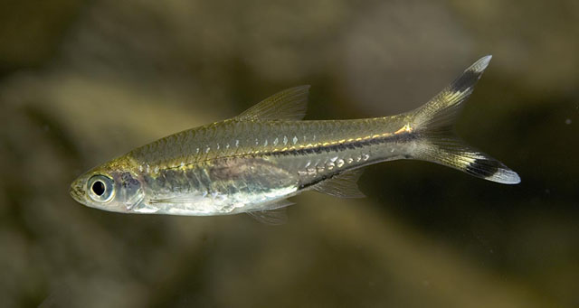 Rasbora trilineata photo