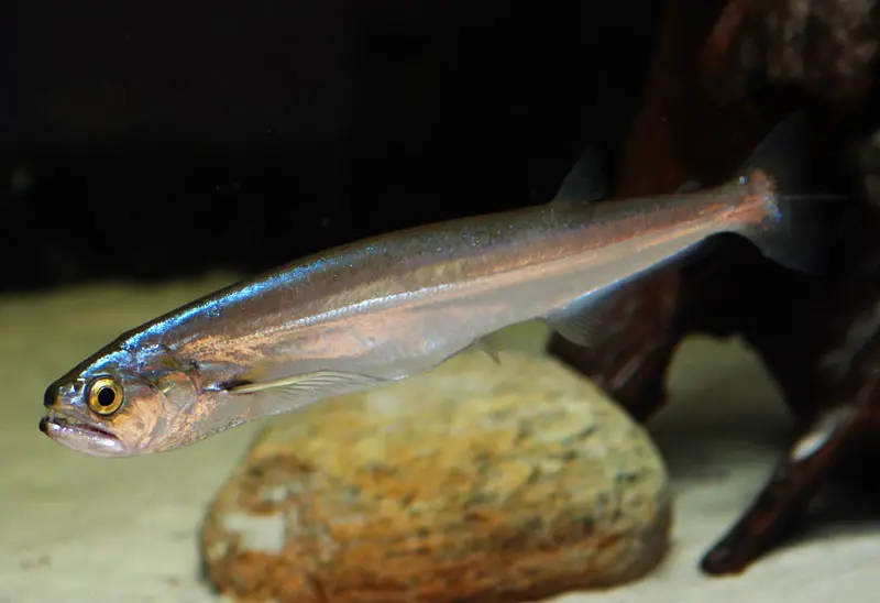 Rhaphiodon vulpinus photo