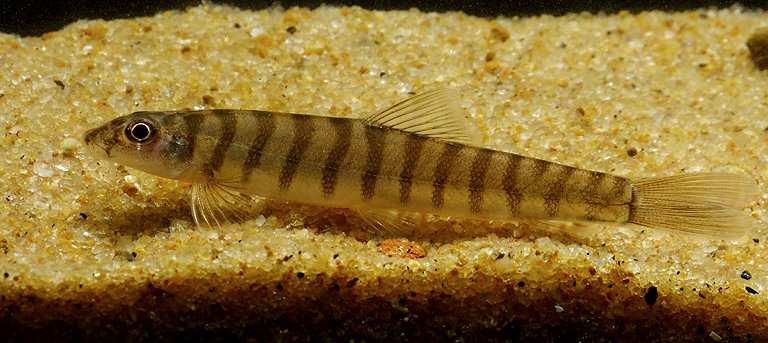 Schistura sp. 1 photo