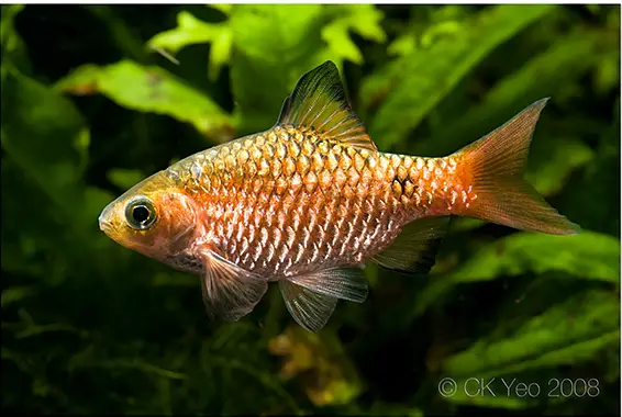 Pethia conchonius photo
