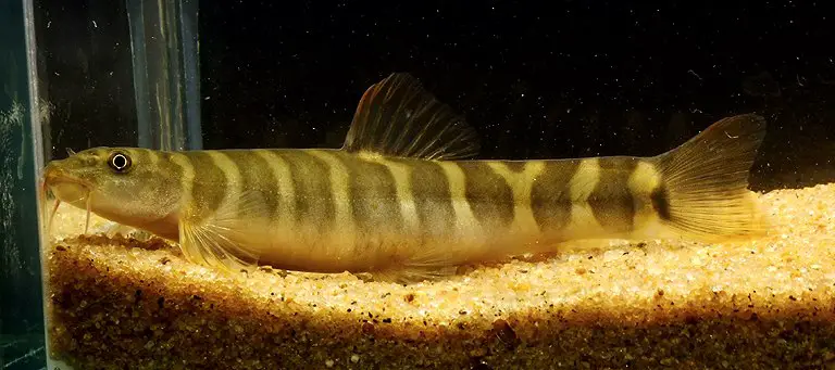 Schistura sp. 7 photo