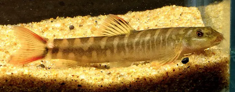 Schistura sp. 6 photo