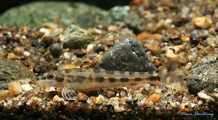 Schistura geisleri photo