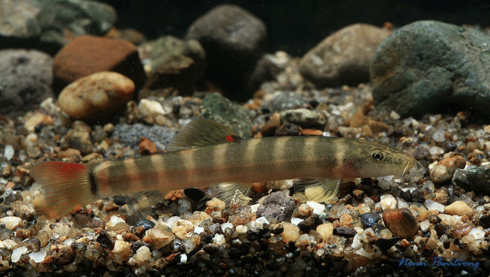 Schistura kengtungensis photo