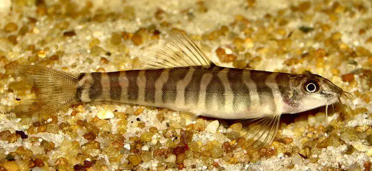 Schistura maepaiensis photo