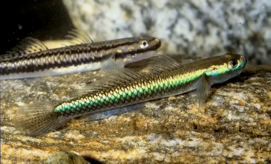 Stiphodon semoni photo