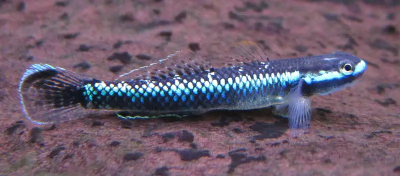 Stiphodon atropurpureus photo