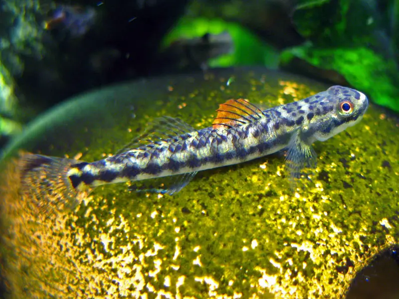 Stiphodon maculidorsalis photo