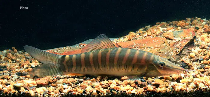 Syncrossus helodes photo