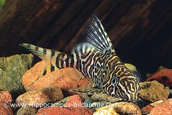 Synodontis aterrima photo